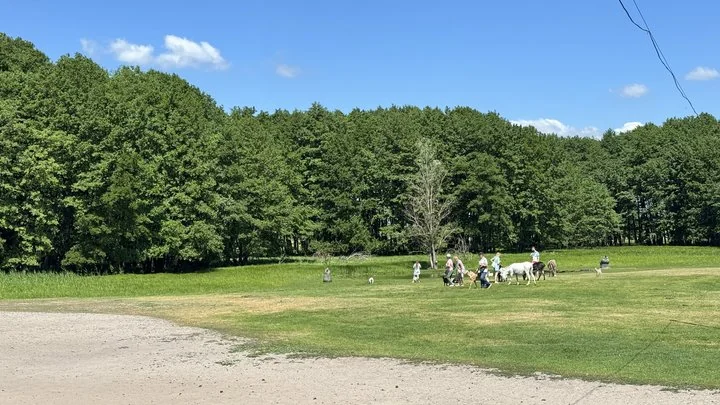 Діти та поні на галявині Balka eco club у Полтавщині