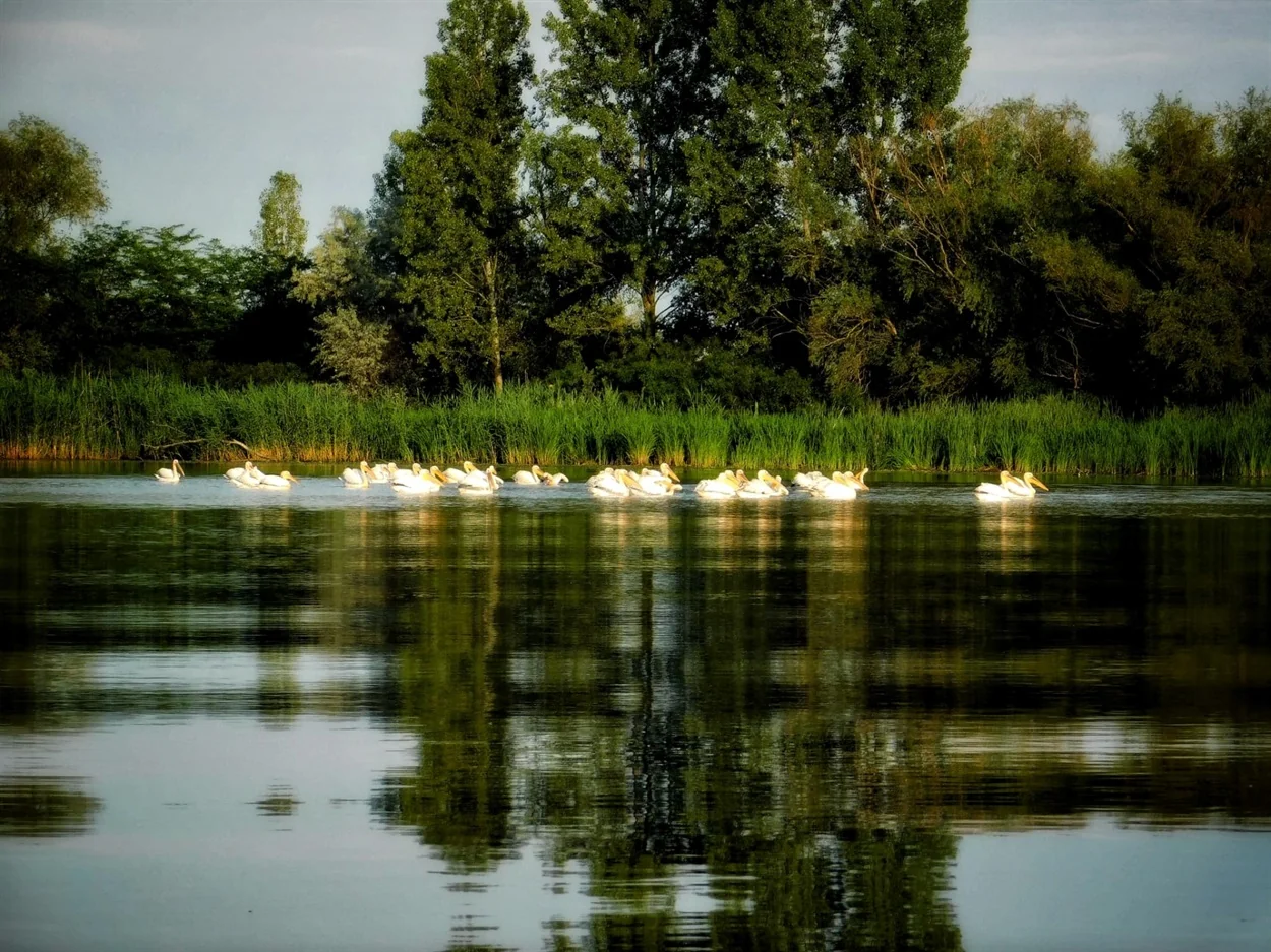 Зграя пеліканів на воді колишнього Каховського водосховища у Великому Лузі