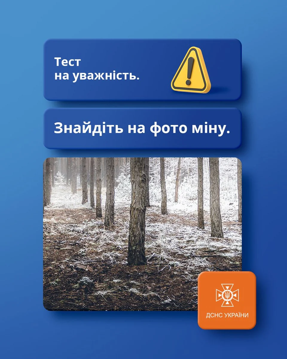 Зимовий сосновий ліс з інеєм на деревах і лісовою підстилкою