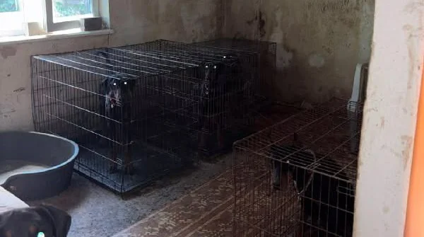 Виснажені добермани: поліція Києва відкрила справу через умови в розпліднику